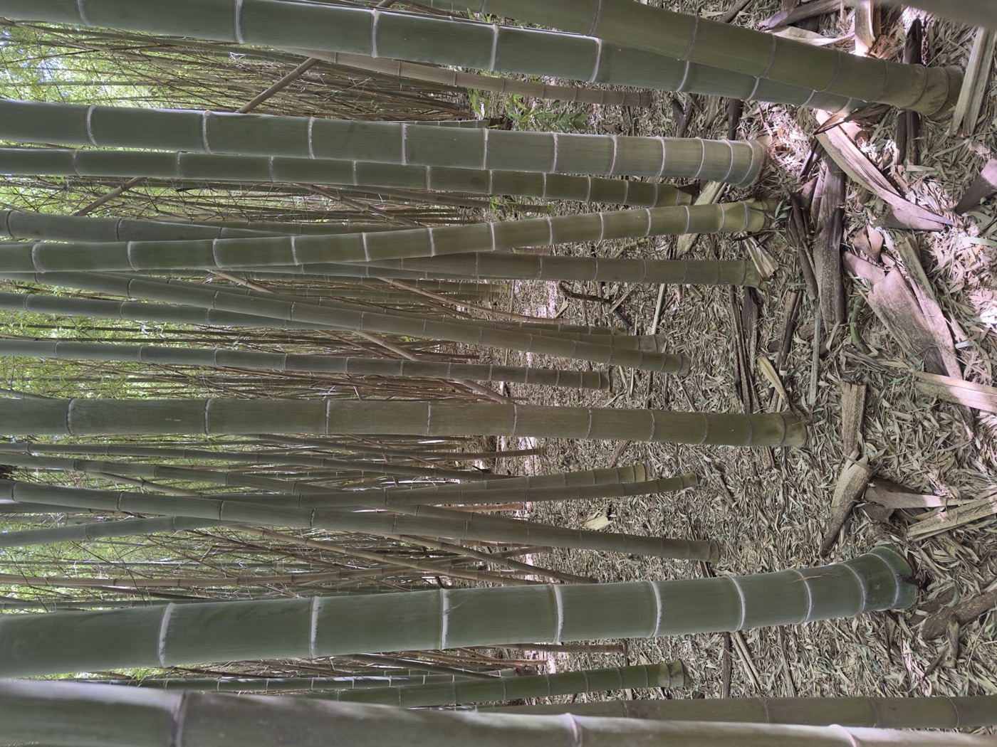 Una foresta di bambù gigante Forever Bambù